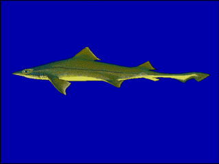 <span class="mw-page-title-main">Speckled smooth-hound</span> Species of shark