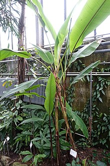 Musa mannii - Ботанический сад - Гейдельберг, Германия - DSC01126.jpg