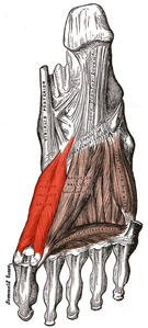 Muscle fléchisseur de l'hallux brevis.png