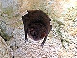 Myotis emarginatus (Geoffroy's bat), Valkenburg aan de geul, the Netherlands.jpg