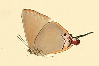 Myrina dermaptera