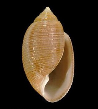 <i>Mysouffa cumingii</i> Species of gastropod