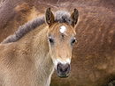 Tête de poulain poney NF.jpg