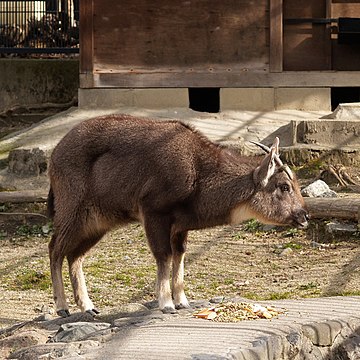 Гималайский горал