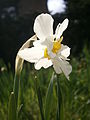 Narcissus ×medioluteus with fasciation