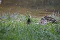 Deutsch: Vögel am Dinopark des Kleinen Spreewaldparks in Schöneiche bei Berlin.