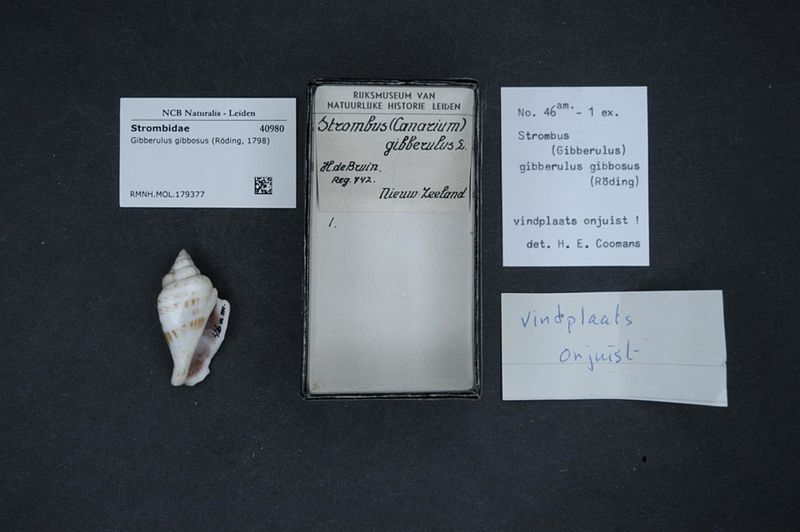 File:Naturalis Biodiversity Center - RMNH.MOL.179377 - Gibberulus gibbosus (Röding, 1798) - Strombidae - Mollusc shell.jpeg