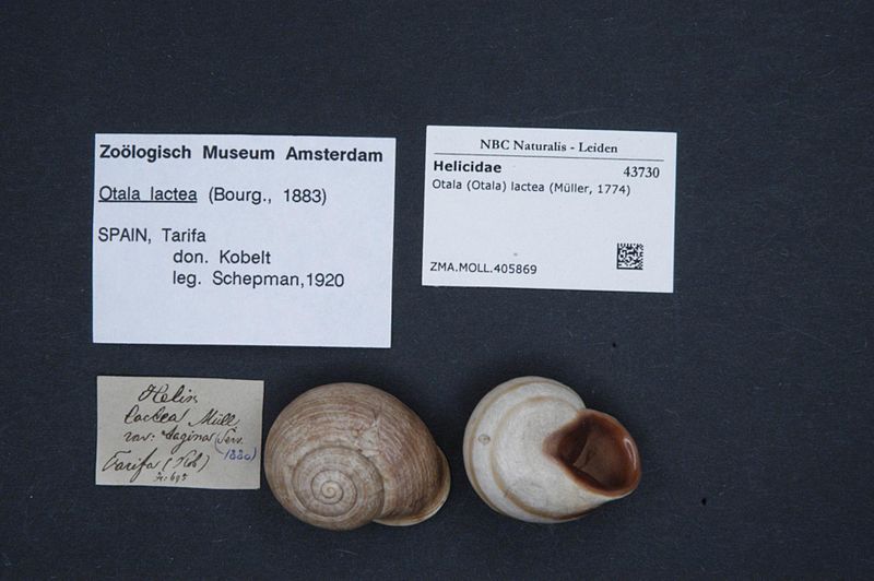 File:Naturalis Biodiversity Center - ZMA.MOLL.405869 - Otala (Otala) lactea (Müller, 1774) - Helicidae - Mollusc shell.jpeg