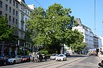 Plane tree (Platanus x hybrida)