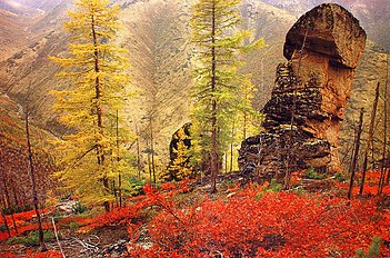 Trees in autumn, Khanty-Mansiya, Ural Mountains, Russia