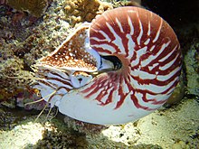 Nautilus vanuatuensis.jpg