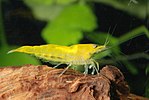 Neocaridina heteropoda var. yellow (Yellow)