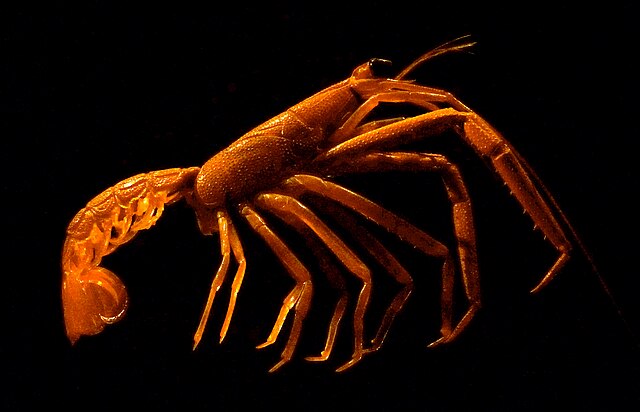 An orange-red lobster-like animal with no claws, seen from the side.