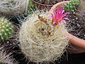 Eriosyce (Neoporteria) senilis s hustým vlasovitým otrněním různých barev a polouzavřeným květem.
