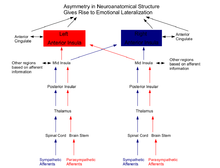 Neuroanatomical basis for emotional lateralization Neuroanatomical Basis for Emotional Lateralization.png