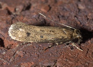 <i>Niditinea orleansella</i> Species of moth
