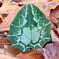 Nieuw blad van Cyclamen hederifolium tussen herfstbladeren. 23-11-2020 (d.j.b.) 03.jpg