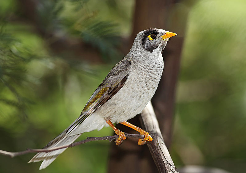 File:Noisy-Miner-2.jpg