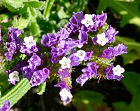 Limonium bonduellei