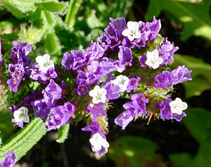 North African sea lavender - Limonium bonduellei 2.jpg