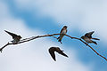 Northern rough-winged swallow 6914.jpg