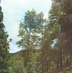 Nothofagus alpina.