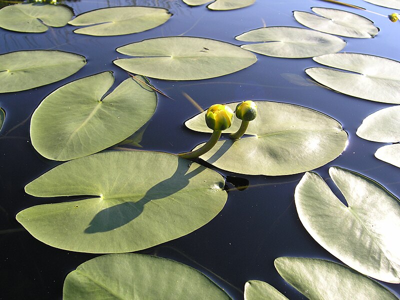 File:Nuphar pumila leaf (03).jpg