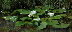 De witte waterlelie is de typesoort van het geslacht Waterlelie.  Algemeen beeld van een groep bloeiende planten.  Noorwegen