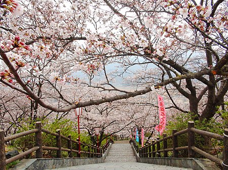 Oboshi-park cherry blossoms.JPG