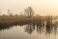 Ochtendmist hangt over 'It Wikelslân. Locatie, De Alde Feanen in Friesland.