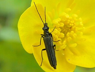 <i>Oedemera lurida</i> Species of beetle