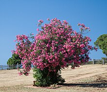 Oleander stablo.jpg