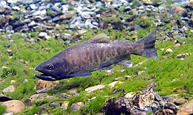 Oncorhynchus Masou Formosanus: Loài cá