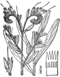 Thumbnail for Onosmodium virginianum