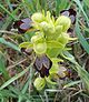 Ophrys lupercalis.jpg
