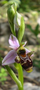 Ophrys scolopax (Jardin alpin).jpg