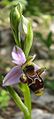 Ophrys scolopax