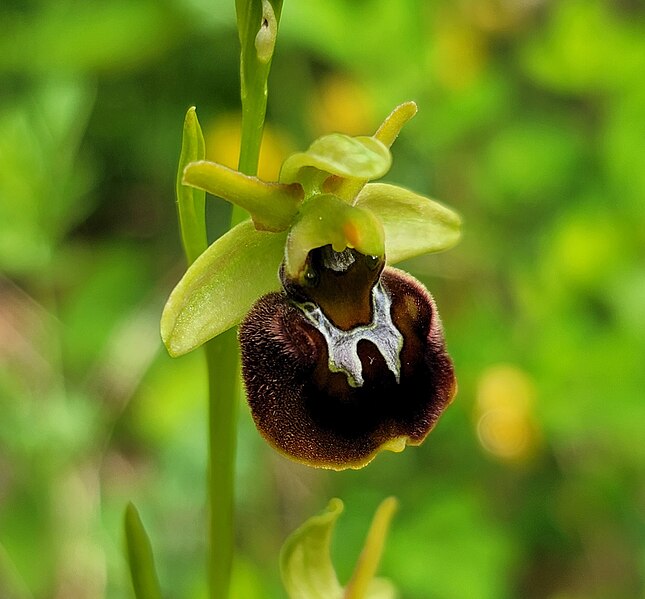 File:Ophrys sphegodes Leopoldsberg.jpg