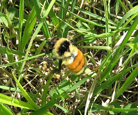 Tập_tin:Orange-belted_Bumblebee.jpg