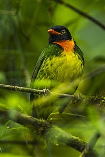 Orange-breasted fruiteater Species of bird