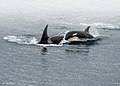 Adult Orca with Junior