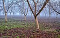 A walnut orchard near the Sacramento river on a foggy morning in January 2024.