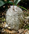 Již jako malé semenáčky bývají oreocereusy zahaleny do vlasovitých trnů.