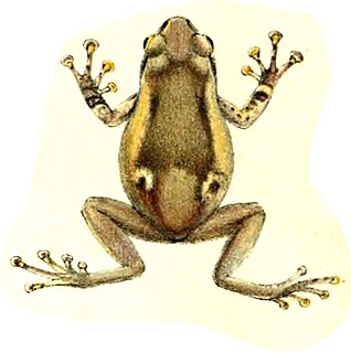 <i>Oreophryne variabilis</i> Species of frog