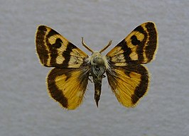 Orgyia dubia