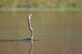 * Nomination Oriental Darter tosses a fish before swallowing it, Kumal Lake, Bharatpur, Nepal. By User:Mildeep --Nirmal Dulal 09:52, 30 March 2024 (UTC) * Promotion  Support Good quality. --Ermell 10:38, 30 March 2024 (UTC)