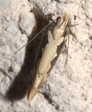 <i>Ornativalva erubescens</i> Species of moth