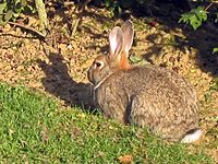 Oryctolagus cuniculus (European rabbit), Valkenburg, the Netherlands.jpg