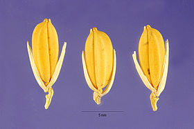 Oryza glaberrima seeds.jpg