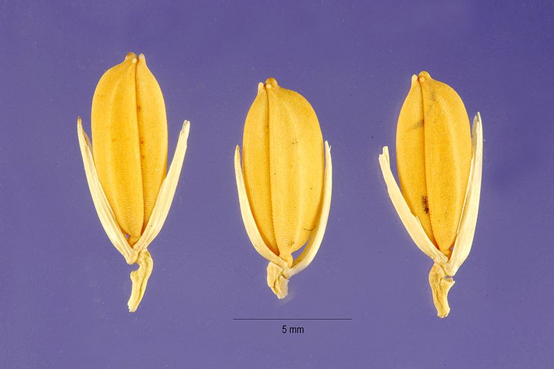 Fasciculus:Oryza glaberrima seeds.jpg